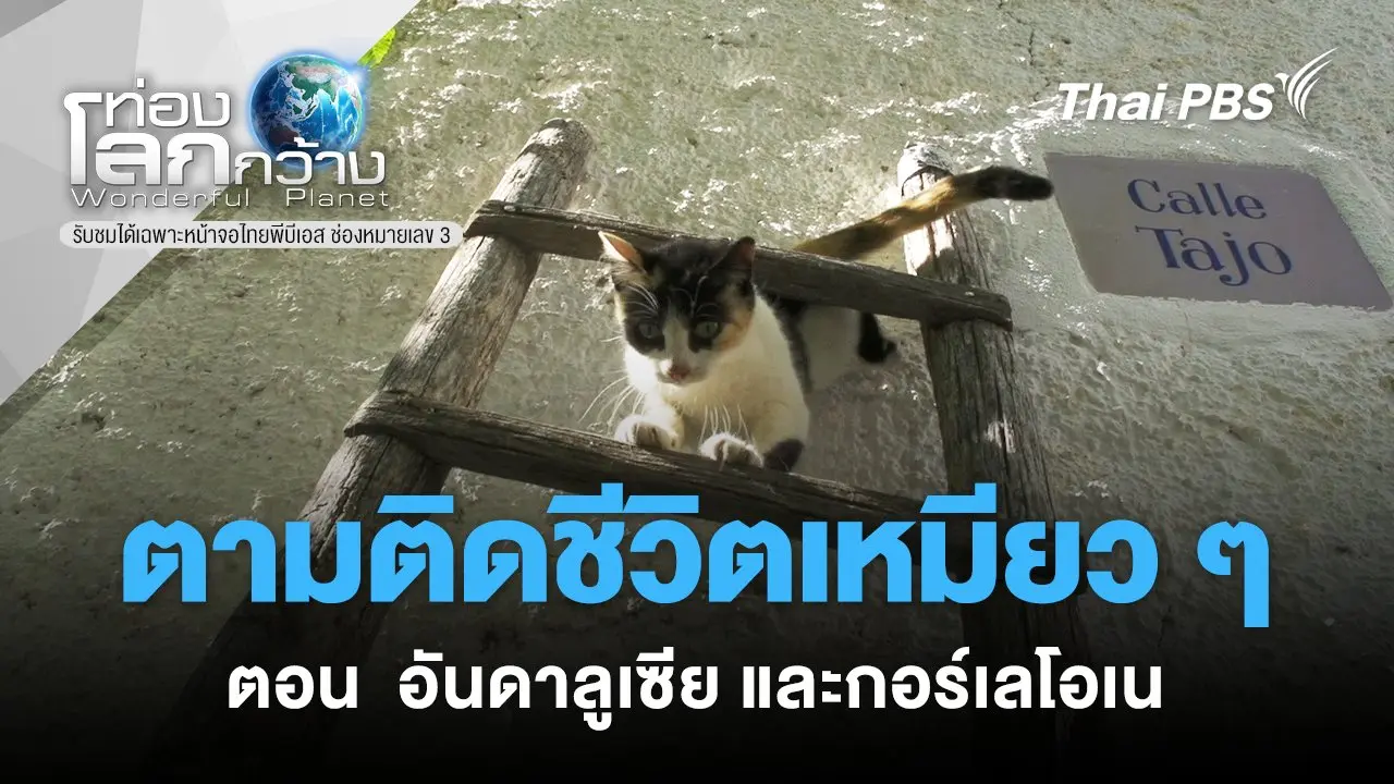 ตามติดชีวิตเหมียว ๆ  ตอน  อันดาลูเซีย และกอร์เลโอเน