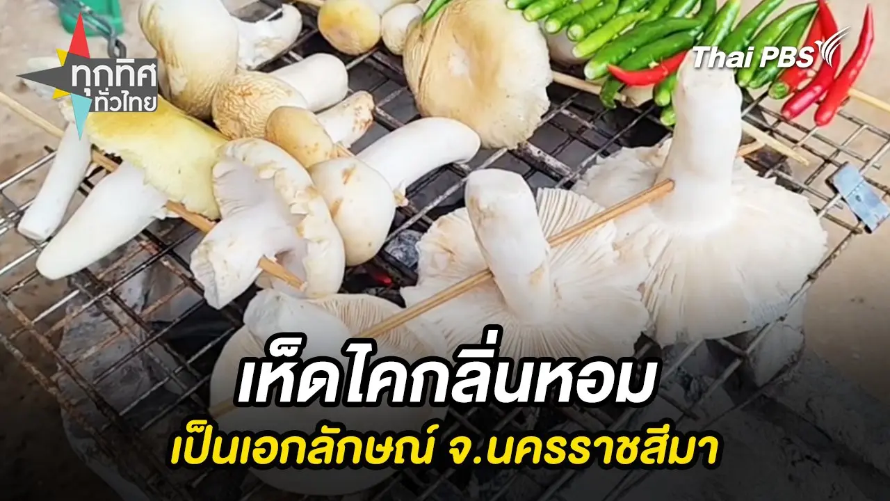 เห็ดไคกลิ่นหอมเป็นเอกลักษณ์ จ.นครราชสีมา