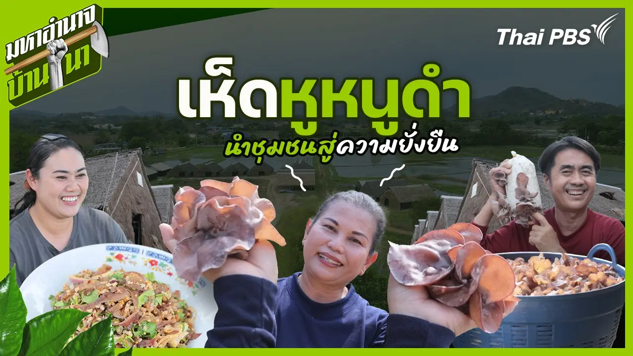 เห็ดหูหนูดำ นำชุมชนสู่ความยั่งยืน