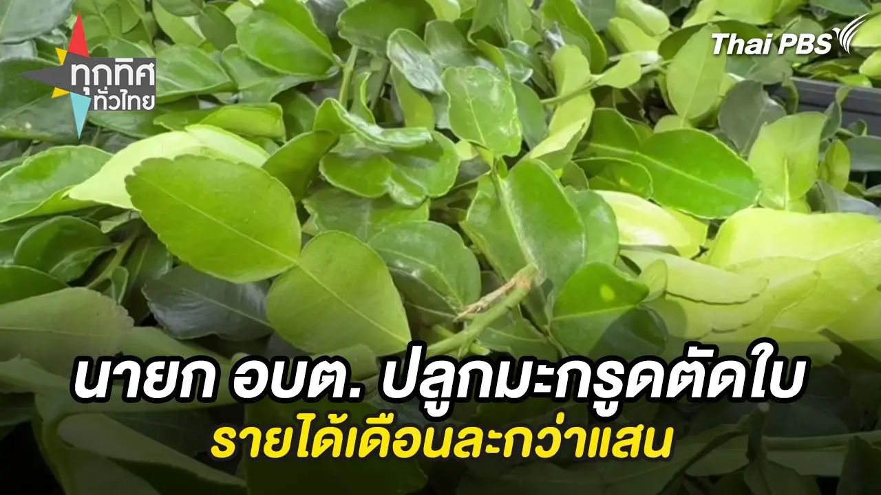 นายก อบต. ปลูกมะกรูดตัดใบรายได้เดือนละกว่าแสน