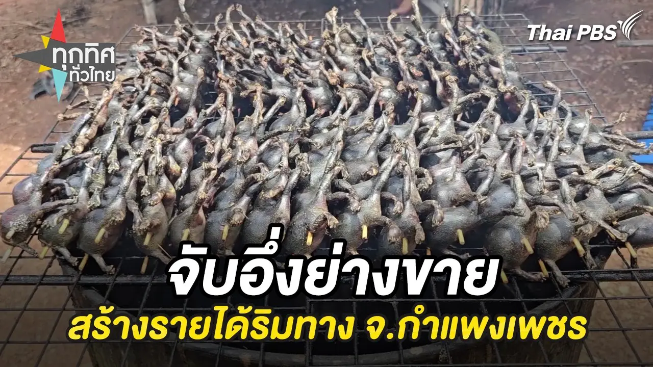 จับอึ่งย่างขายสร้างรายได้ริมทาง จ.กำแพงเพชร