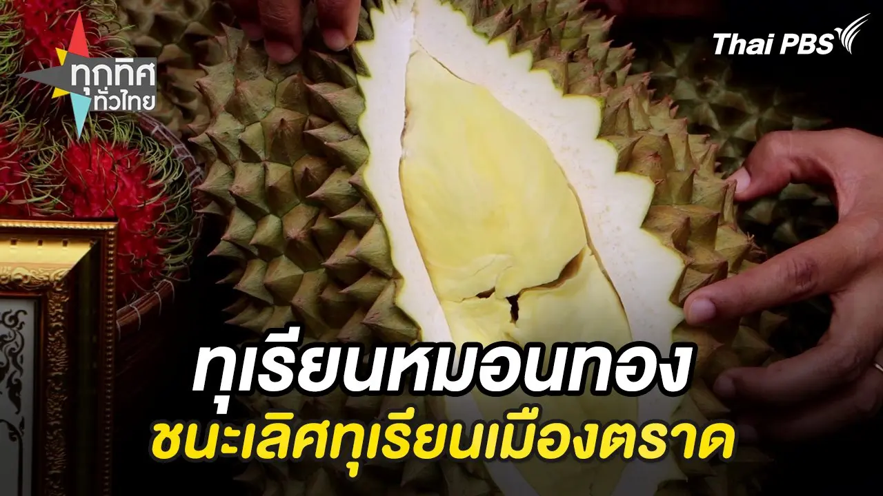 ทุเรียนหมอนทองชนะเลิศทุเรียนเมืองตราด
