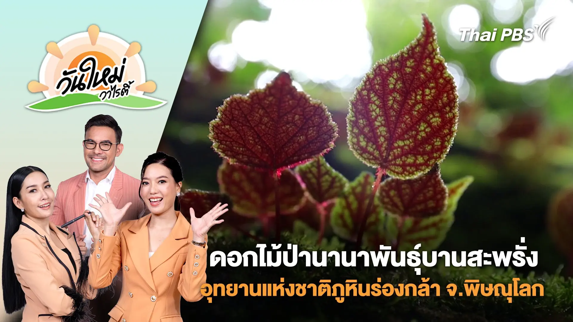 ดอกไม้ป่านานาพันธุ์บานสะพรั่งที่อุทยานแห่งชาติภูหินร่องกล้า จ.พิษณุโลก | วันใหม่วาไรตี้ | 9 มิ.ย. 68