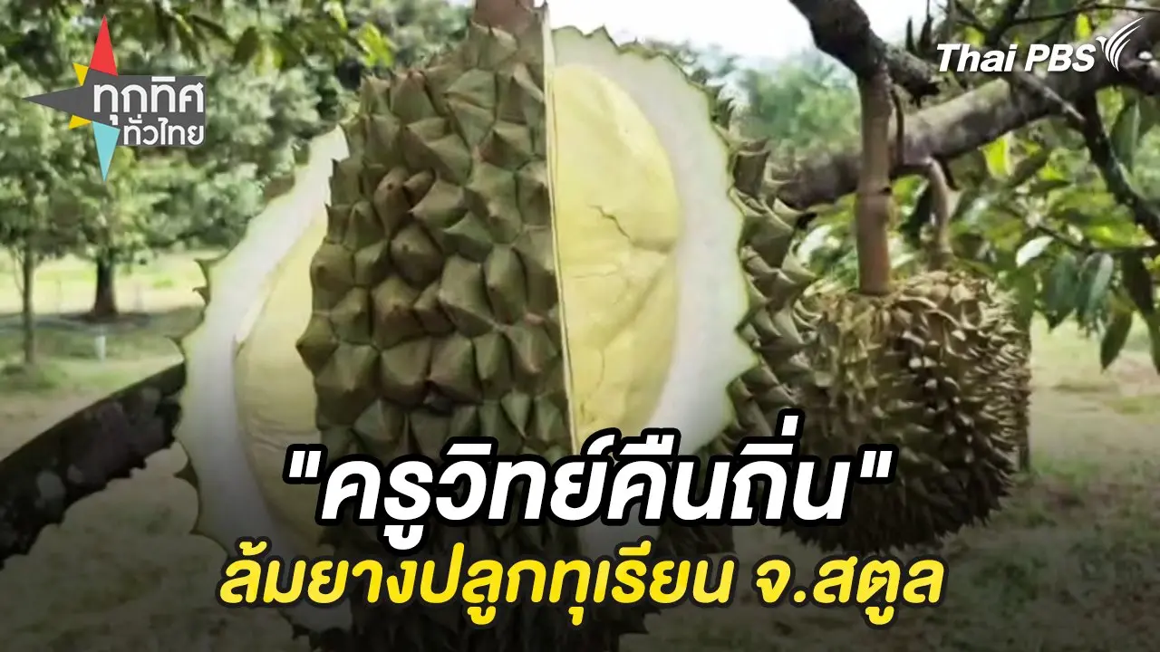 "ครูวิทย์คืนถิ่น" ล้มยางปลูกทุเรียน จ.สตูล