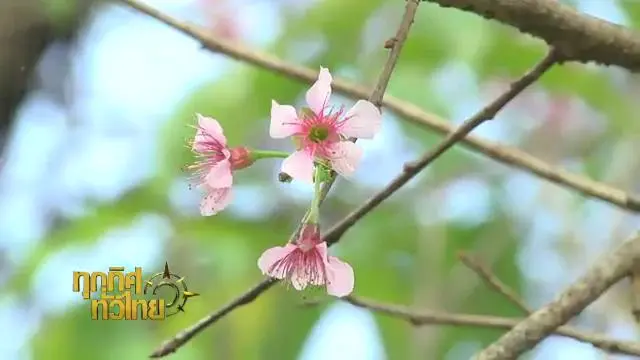 ทุกทิศทั่วไทย