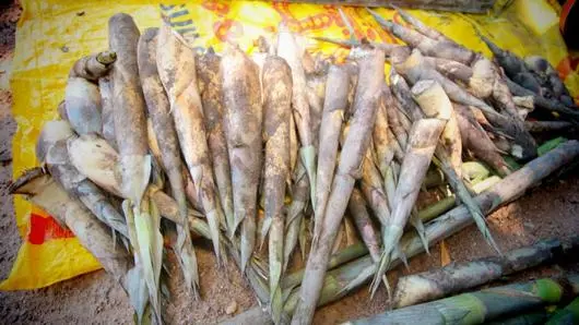 ไผ่ผาก