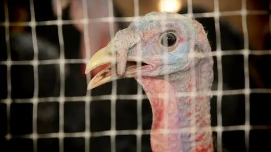 ไก่งวง