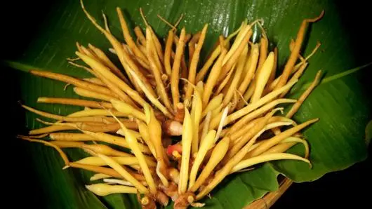 กระชาย
