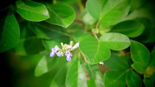 ใบคนที