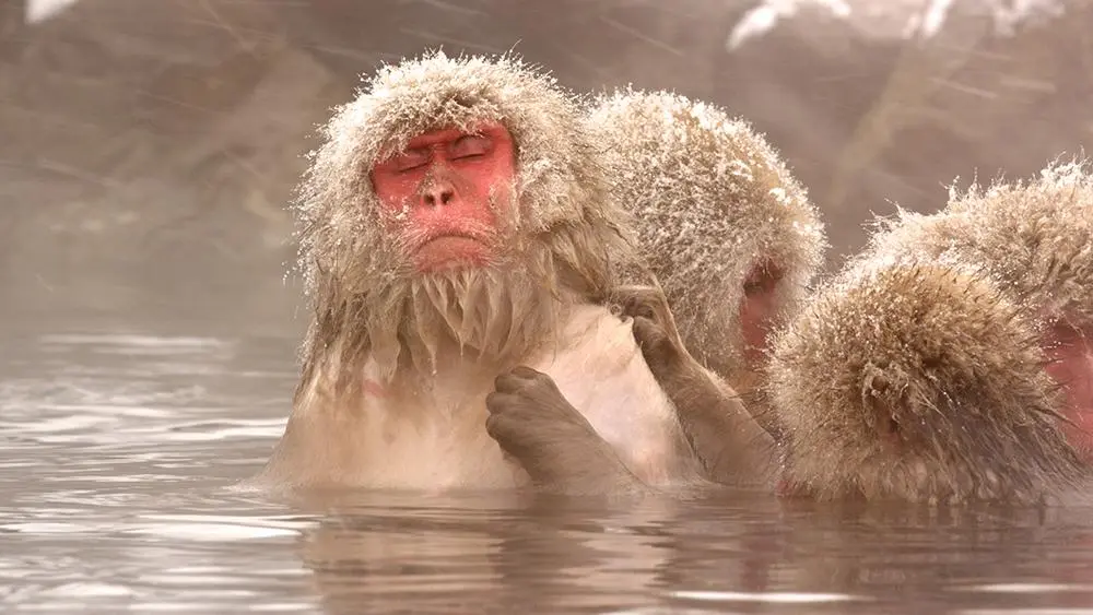 ลิงหิมะญี่ปุ่น
