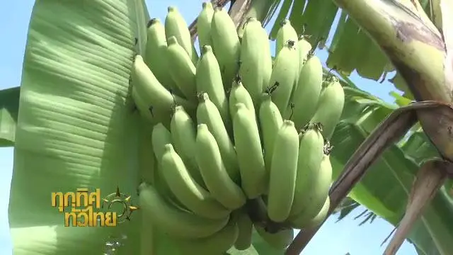 ทุกทิศทั่วไทย