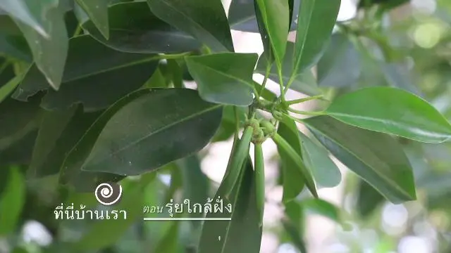 ​รุ่ยใกล้ฝั่ง