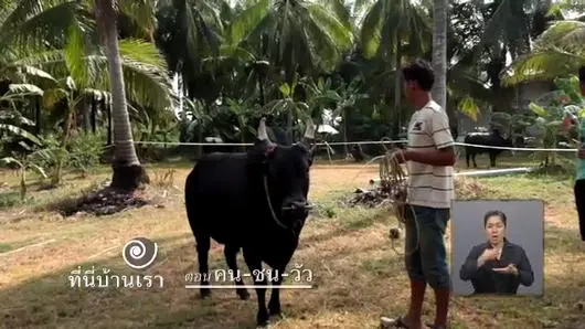 แนวคิดของผู้ผลิตสารคดี ที่นี่บ้านเรา ตอน คน ชน วัว