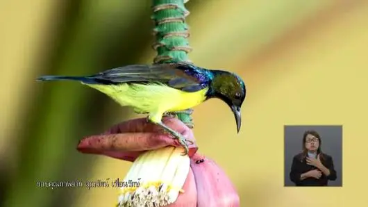 แรงบันดาลใจจากโครงการ Save The Birds