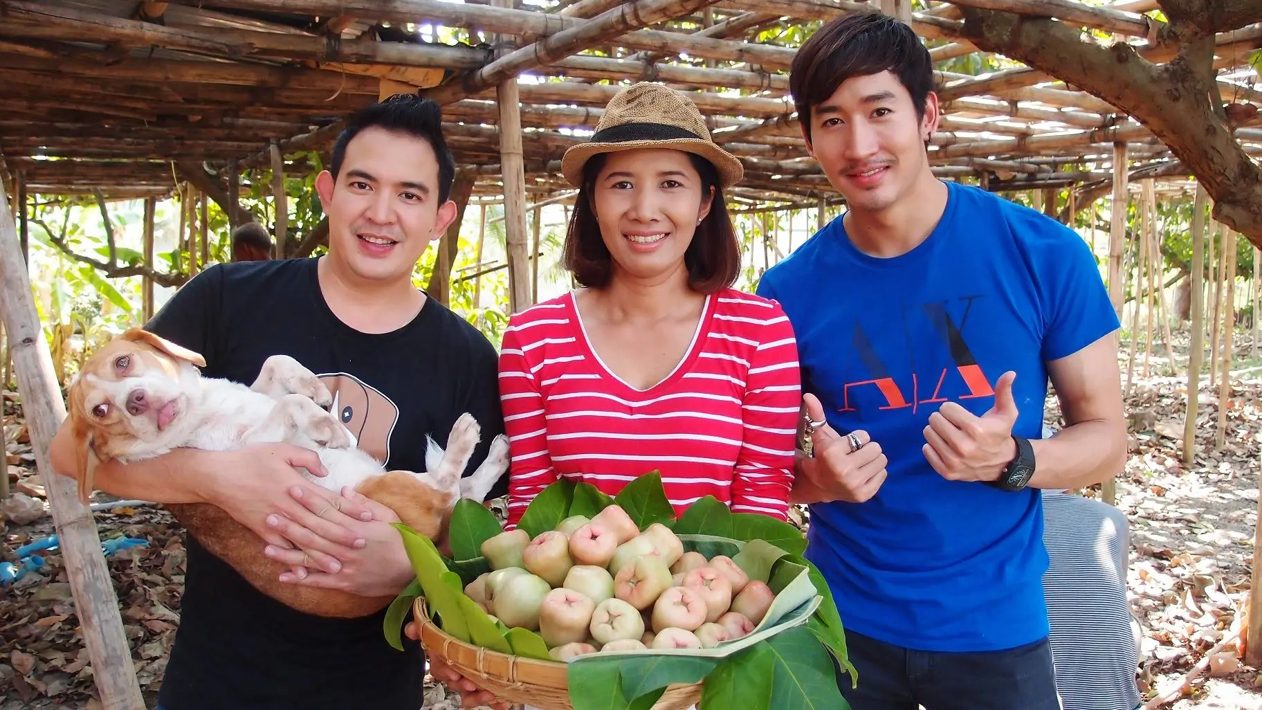 ชมพู่เพชรสายรุ้ง
