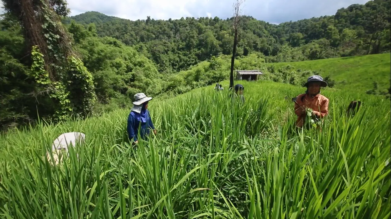 ปรับทิศ สิทธิกลางป่า