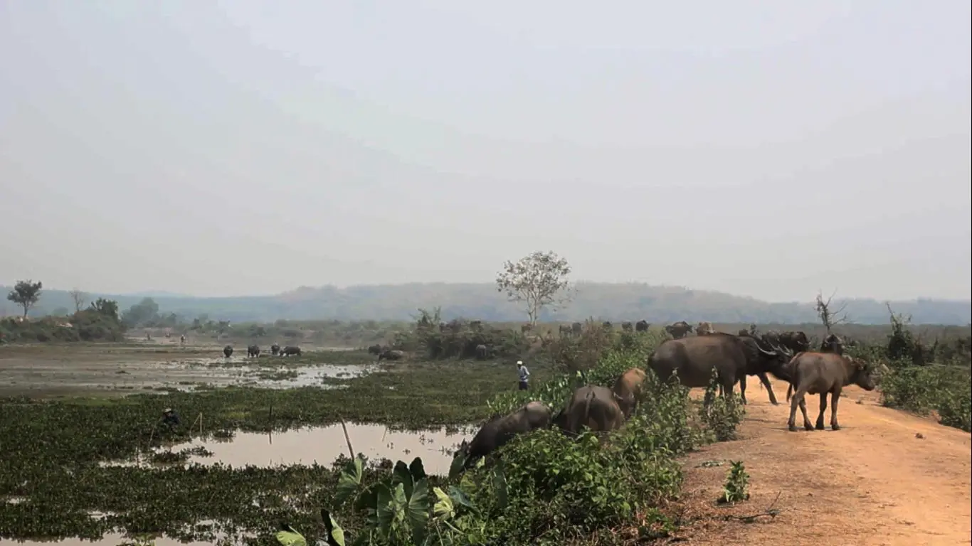 ฅนเวียงหนอง