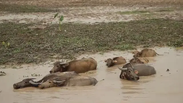 กขคง