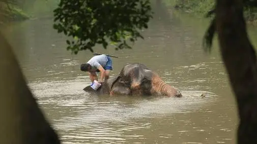 วิถีควาญ วิถีช้าง จังหวัดลำปาง