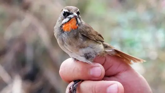 นกอพยพ