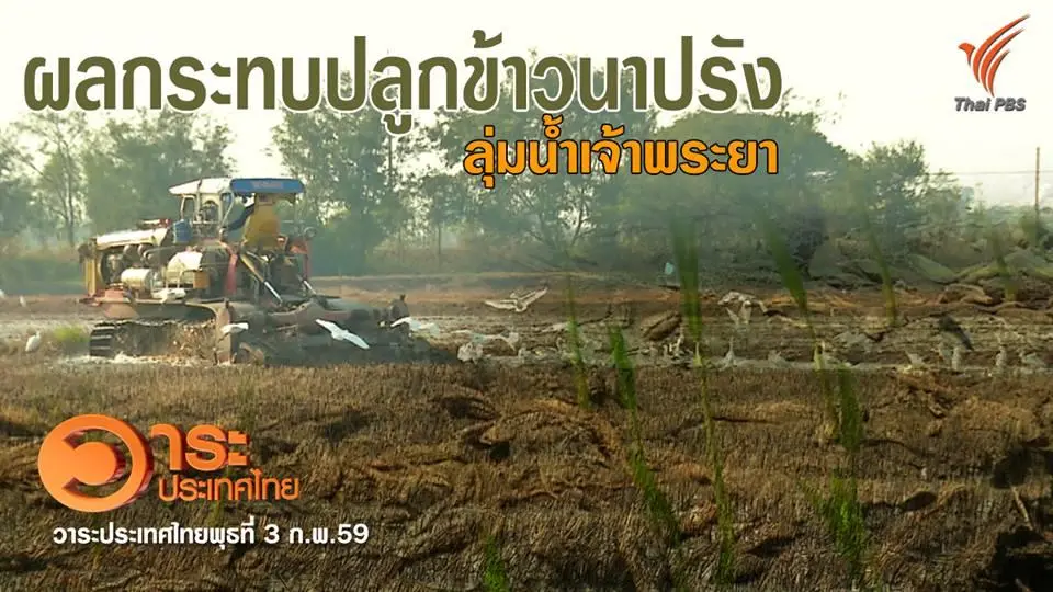 ผลกระทบปลูกข้าวนาปรัง ลุ่มน้ำเจ้าพระยา