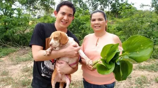 ผักตบชวา อาหารจานใหม่ที่คุณอาจไม่คาดคิด