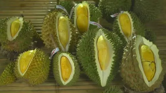 สวนอนุรักษ์พันธุ์ทุเรียน