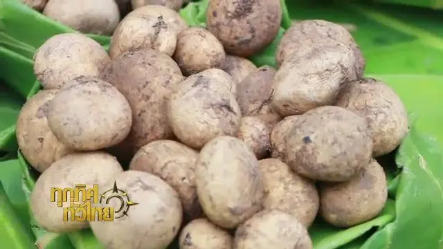 ทุกทิศทั่วไทย