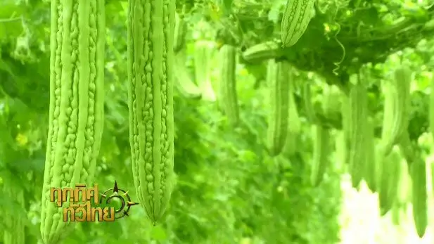 ทุกทิศทั่วไทย
