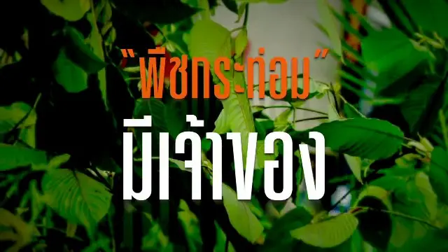 พืชกระท่อม มีเจ้าของ