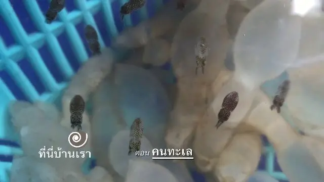 คนทะเล