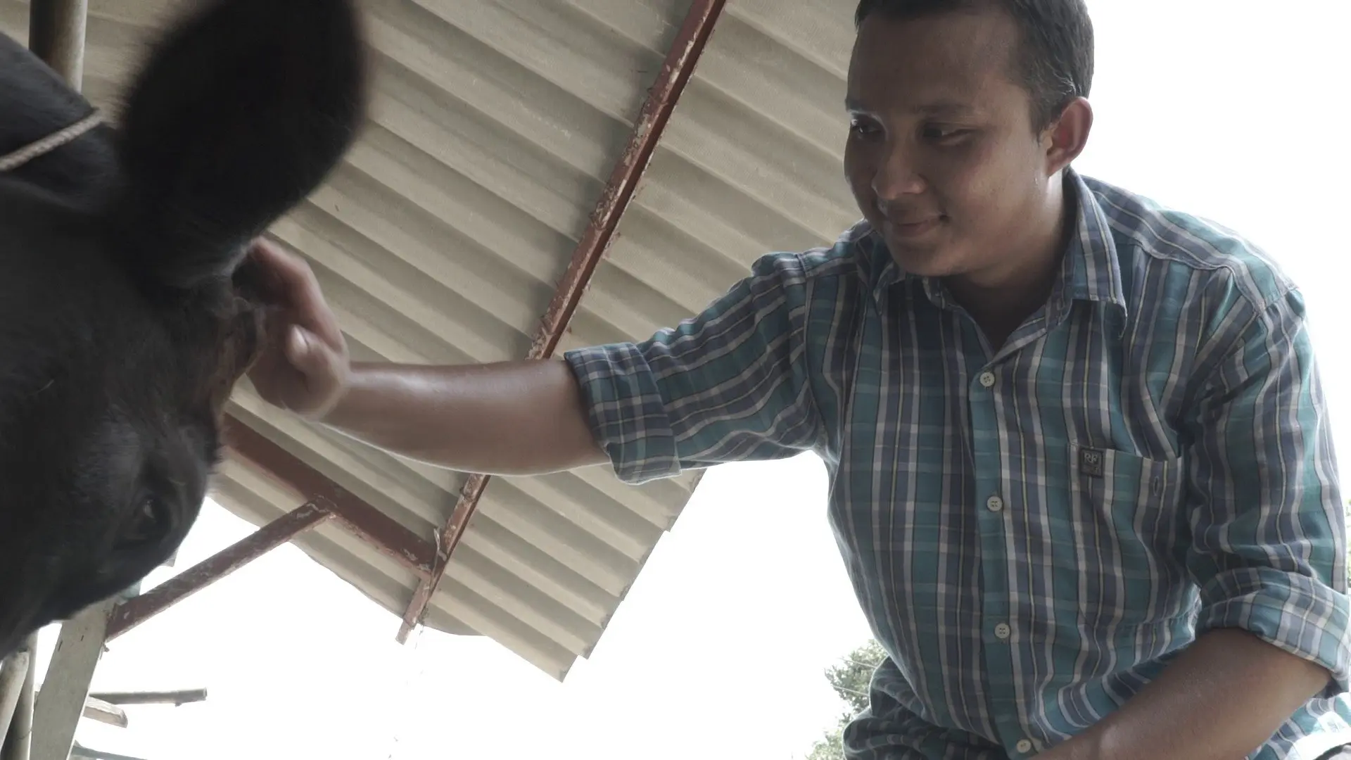 ​เด็กเลี้ยงวัวของพ่อ