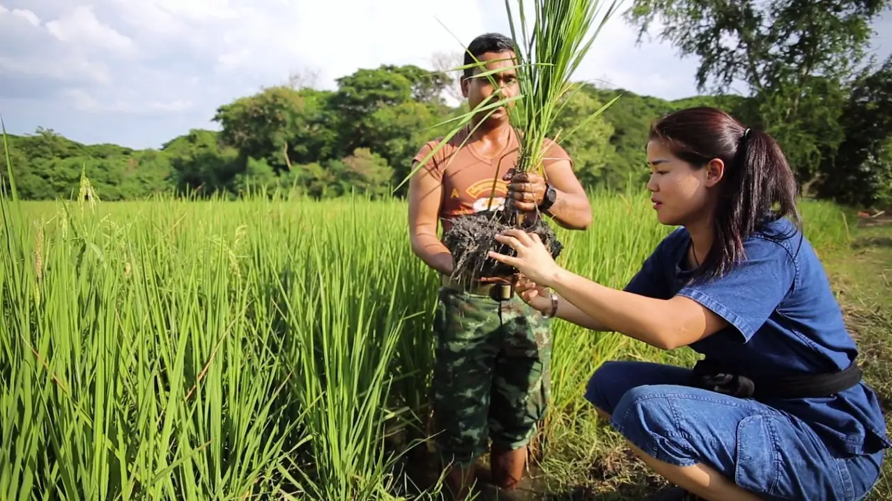 ​การลดแรงงานและจัดการชาวนา