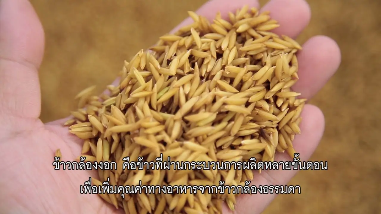 ​ข้าวกล้องงอก