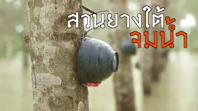 สวนยางใต้จมน้ำ