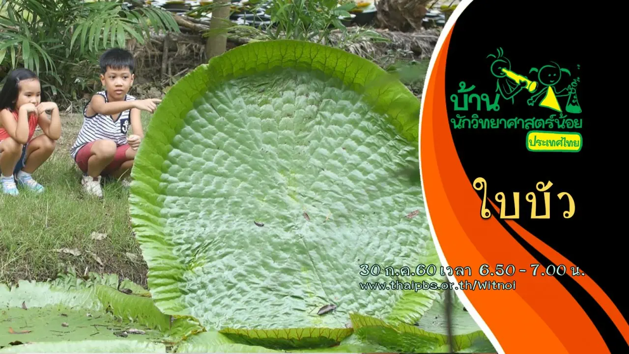ใบบัว