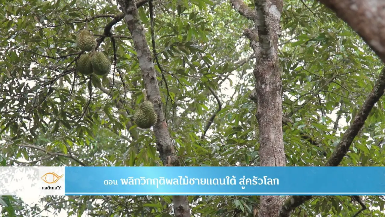 พลิกวิกฤติผลไม้ชายแดนใต้ สู่ครัวโลก​