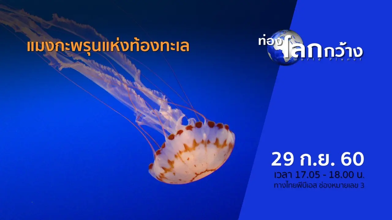 แมงกะพรุนแห่งท้องทะเล