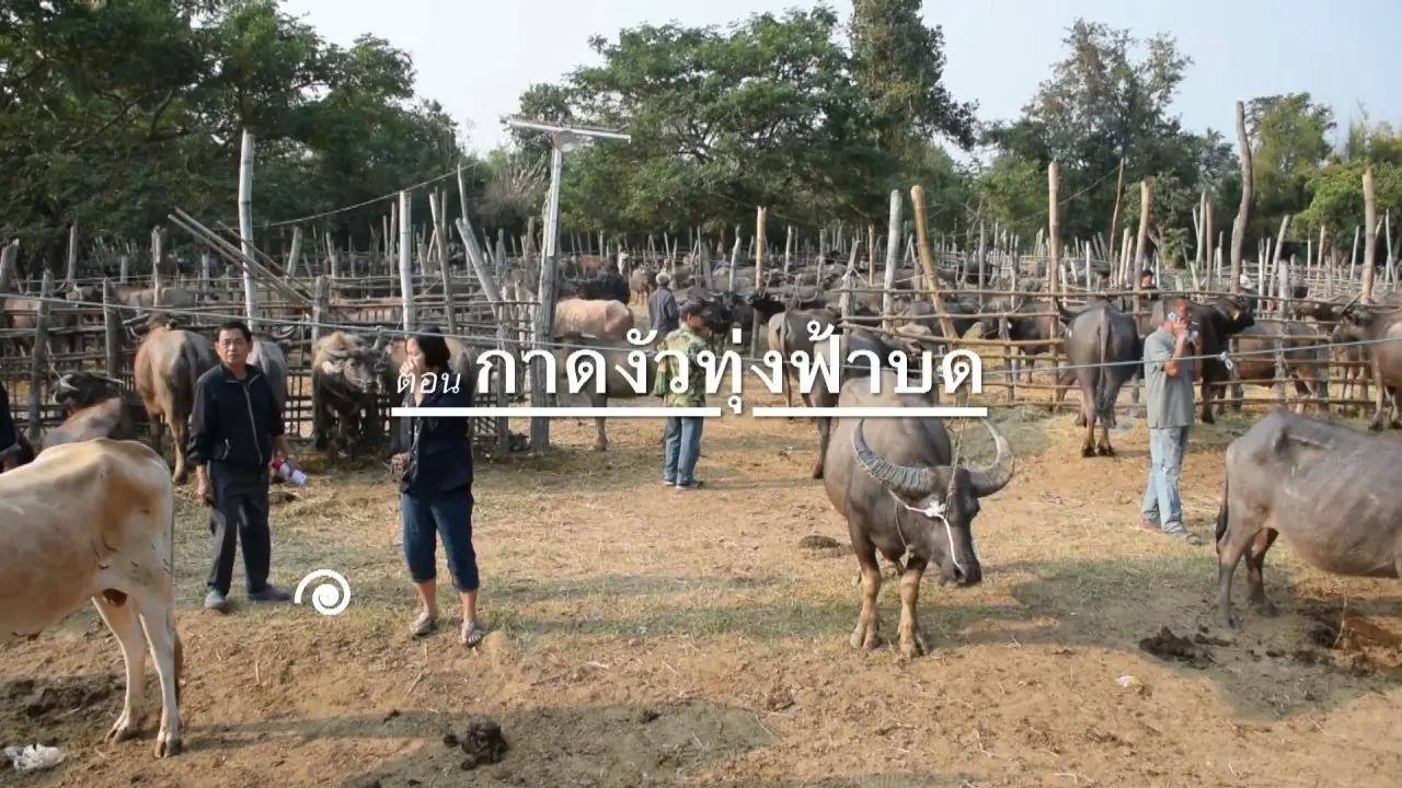 กาดงัวทุ่งฟ้าบด
