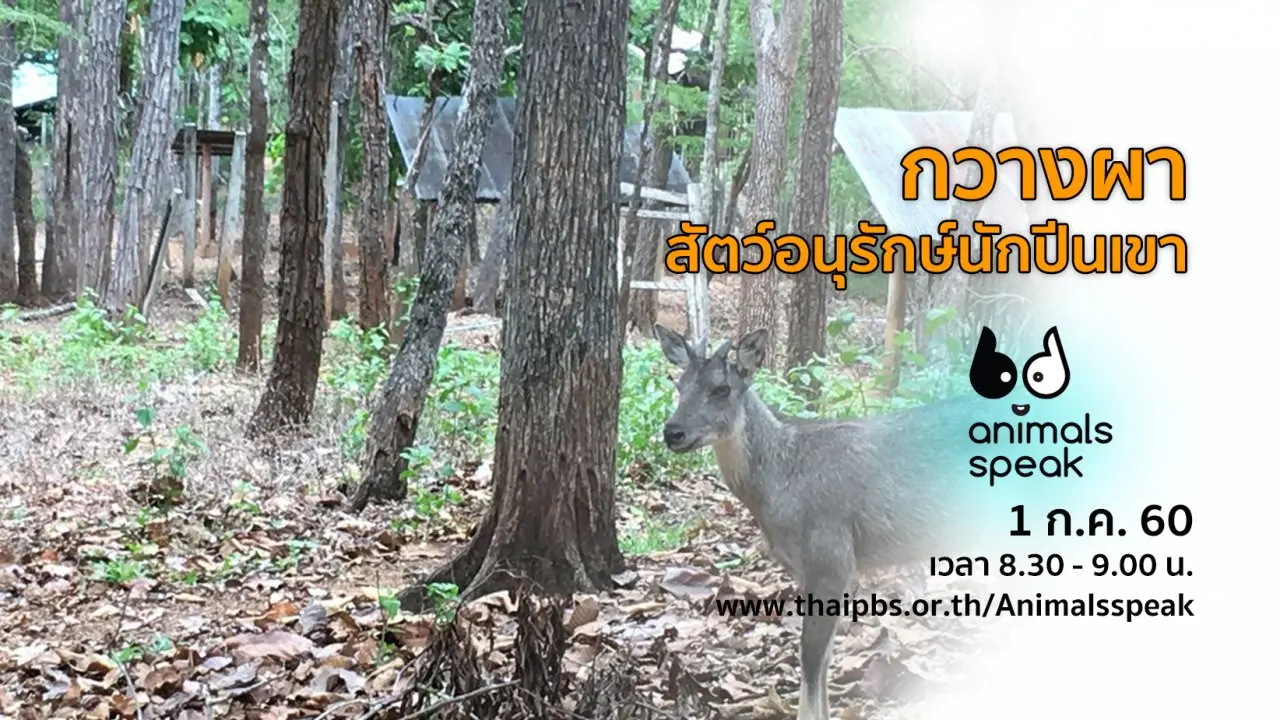 กวางผา สัตว์อนุรักษ์นักปีนเขา
