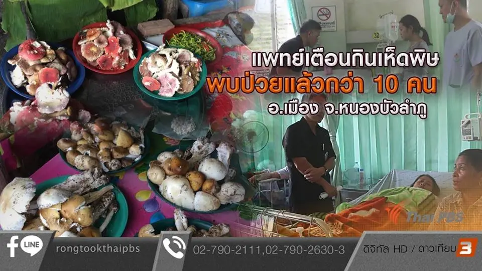 แพทย์เตือนกินเห็ดพิษ พบป่วยแล้วกว่า 10 คน อ.เมือง จ.หนองบัวลำภู