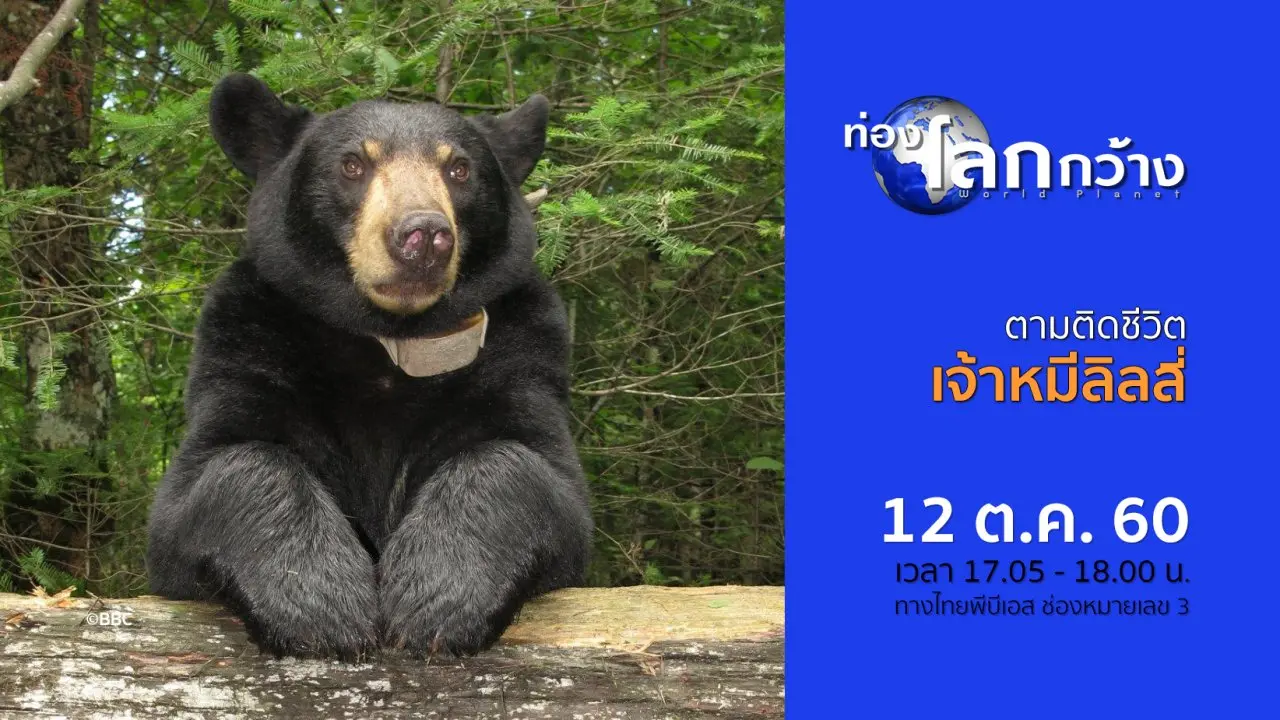 ตามติดชีวิตเจ้าหมีลิลลี่