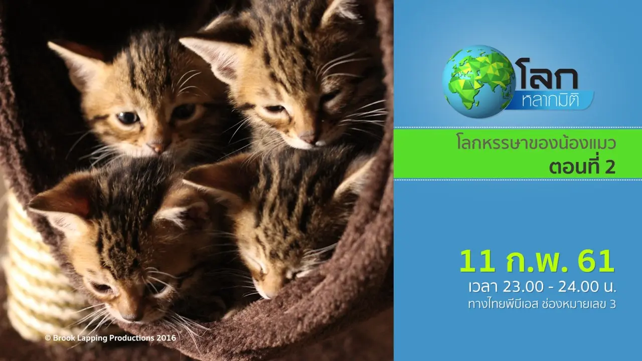 โลกหรรษาของน้องแมว ตอนที่ 2