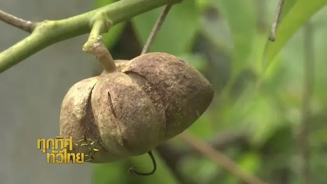 ประเด็นข่าว (21 ธ.ค. 60)