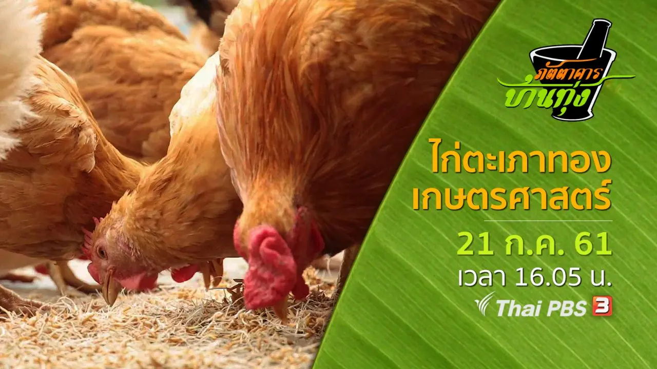 ไก่ตะเภาทองเกษตรศาสตร์