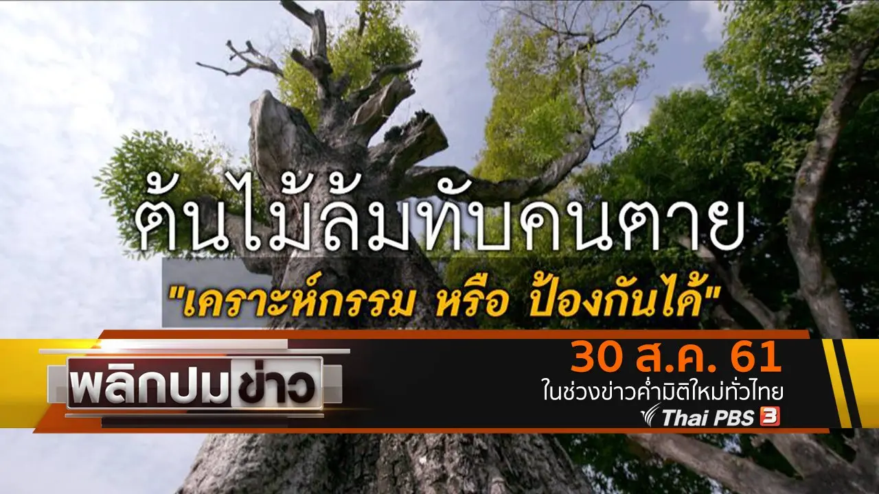 ต้นไม้ล้มทับคนตาย เคราะห์กรรมหรือป้องกันได้