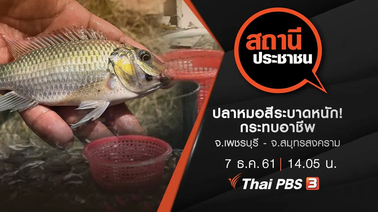 ปลาหมอสีระบาดหนัก! กระทบอาชีพ จ.เพชรบุรี - จ.สมุทรสงคราม