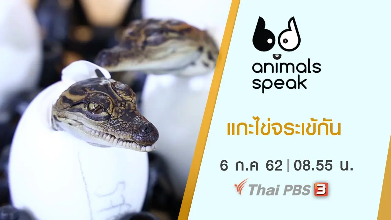 แกะไข่จระเข้กัน