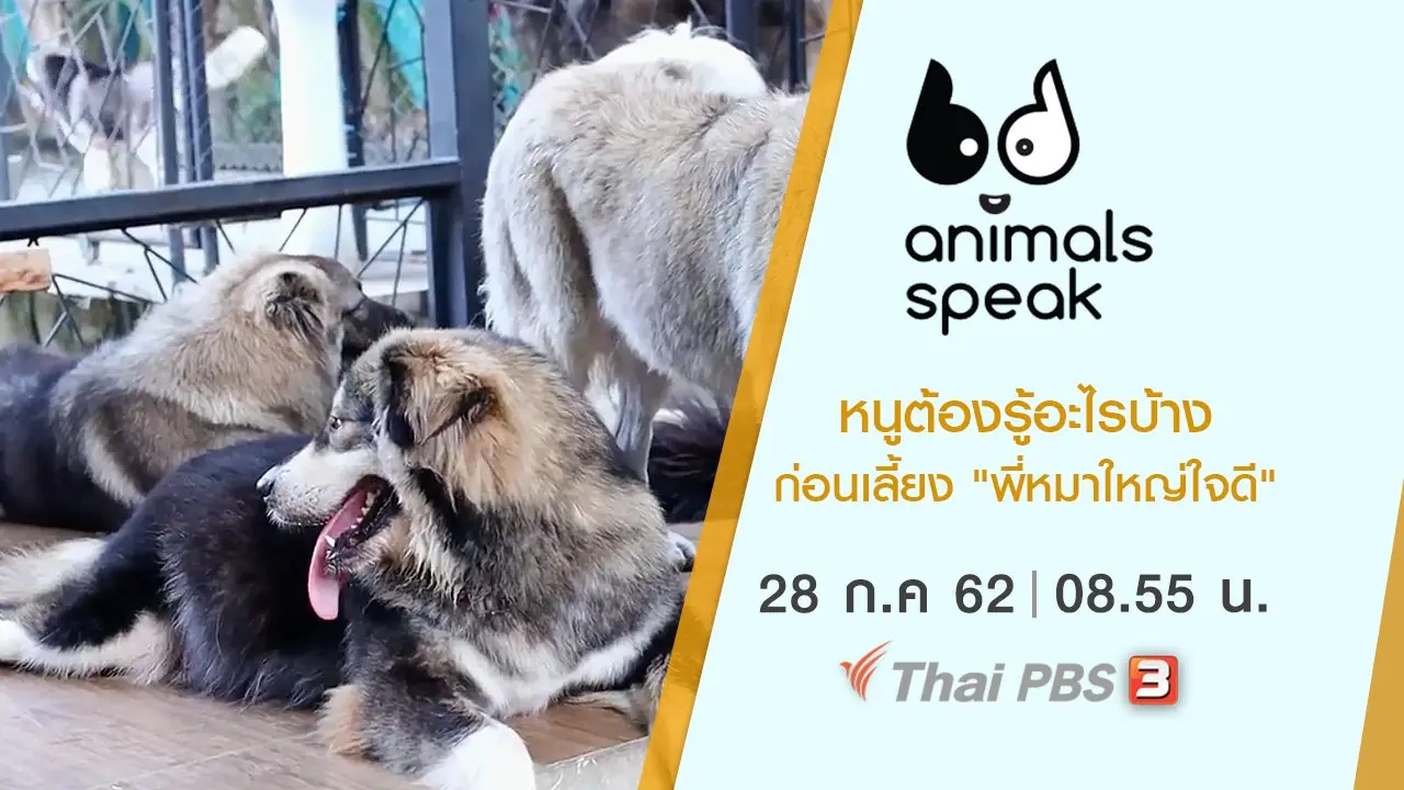 หนูต้องรู้อะไรบ้างก่อนเลี้ยง "พี่หมาใหญ่ใจดี"