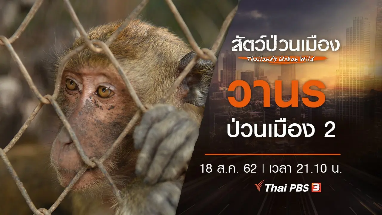 วานรป่วนเมือง 2